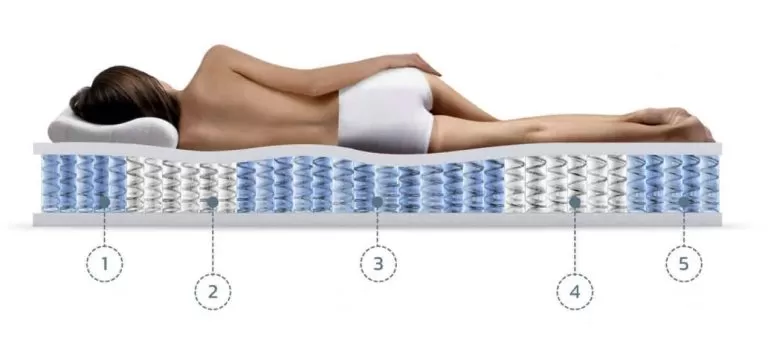 5 anatomy zone